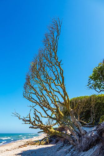 Kustbos aan de westrand op Fischland-Darß