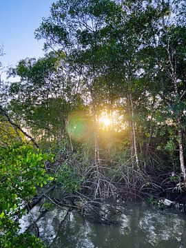 zonsopkomst tussen de mangrove van Barbara Mac Intosch