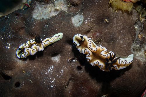 Zeeslakken @ Komodo, Indonesie