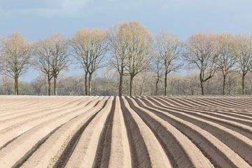 Landelijke lijnen