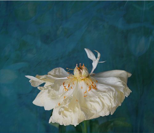 Life is short van Lucy Besson