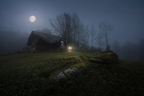 Little Bear Oracle by Jeroen Lagerwerf