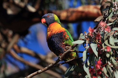 Rainbow Lorikeet,dans son habitat naturel, Queensland, Australie