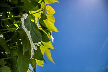 Groene bladeren van de Catalpa met een blauwe lucht van MijnStadsPoster