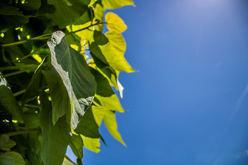 Groene bladeren van de Catalpa met een blauwe lucht van Stad & Wand