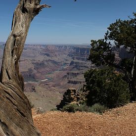toter Baum im Grand Canyon von Sanne Willemsen
