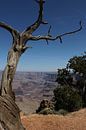 toter Baum im Grand Canyon von Sanne Willemsen Miniaturansicht