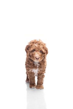 Portret labradoodle puppy van Ellen Van Loon