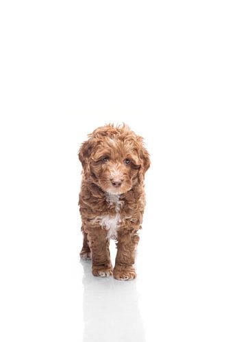 Portrait labradoodle puppy