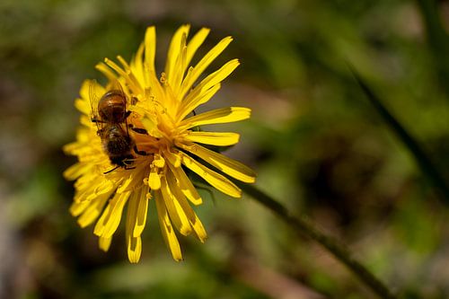 Paardenbloem met bij op mooie lente dag