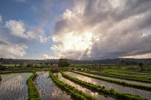 Rijstvelden in een vallei bij ochtendlicht. het eiland Bali