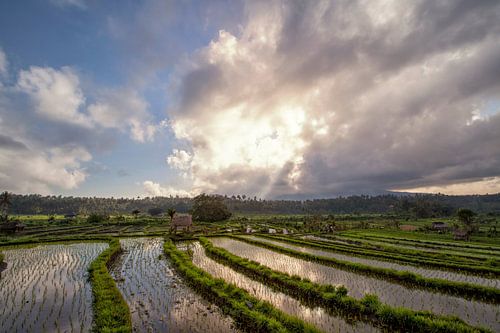 Rice fields in a valley by morning light. the island of Bali
