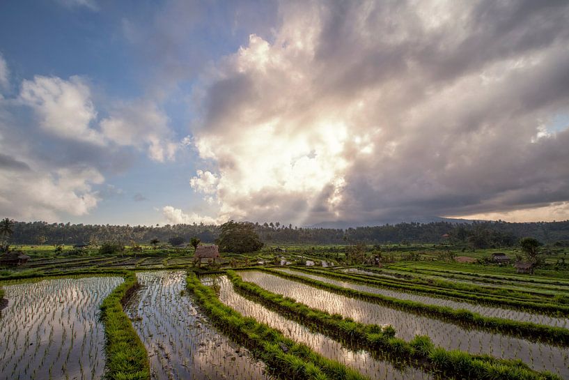 Reisfelder in einem Tal bei Morgenlicht. Die Insel Bali von Tjeerd Kruse