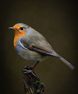 Stilleben Robin in Olivgrün