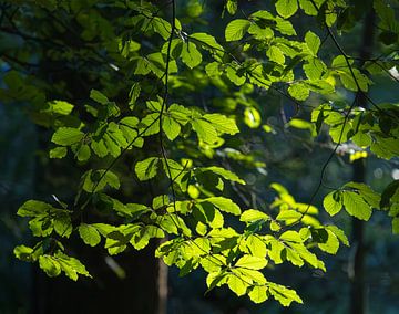 Feuilles au soleil (Groningen - Pays-Bas) sur Marcel Kerdijk