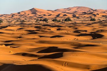Zandduinen in de Sahara woestijn bij Merzouga, Marokko van Peter Schickert