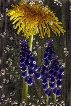 fleurs scintillantes de l'eau