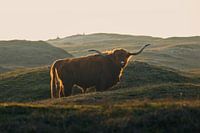 Hooglander in de winter zon