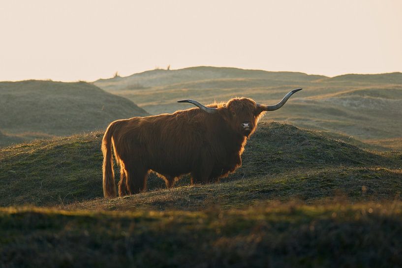 Hooglander in de winter zon van Remy de Wal