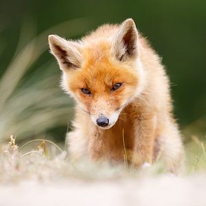 Jungfuchs von Pim Leijen