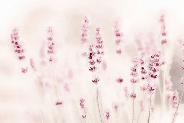 Lavender Dreams by Monika Strigel