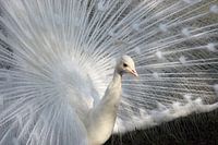 Witte pauwhaan