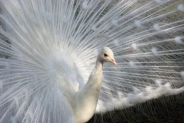 Mâle paon blanc sur Wilma Overwijn