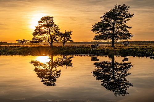 Weerspiegelende koeien.