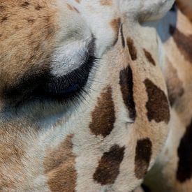 Het oog van de Giraffe van Loes Fotografie