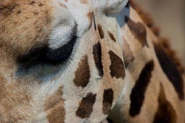 Het oog van de Giraffe van Loes Fotografie