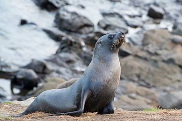 Zeehond sur Sylvia Weenink