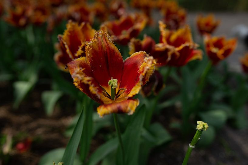 Beautiful, unusual tulips by Kim Weijland