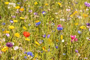 Bunte Sommerwise