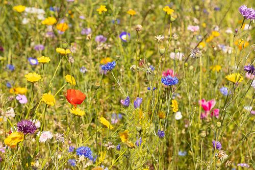 Wise d'été coloré