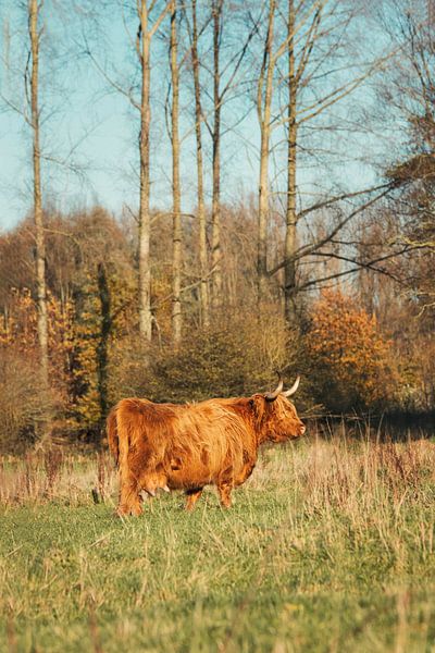 Schottischer Highlander Leeuwarder Wald von Maria-Maaike Dijkstra