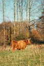 Schottischer Highlander Leeuwarder Wald von Maria-Maaike Dijkstra Miniaturansicht