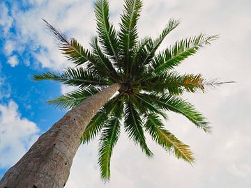 Palm tree by Atelier Liesjes