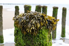 zeewier op paal strand zeeland by Frans Versteden