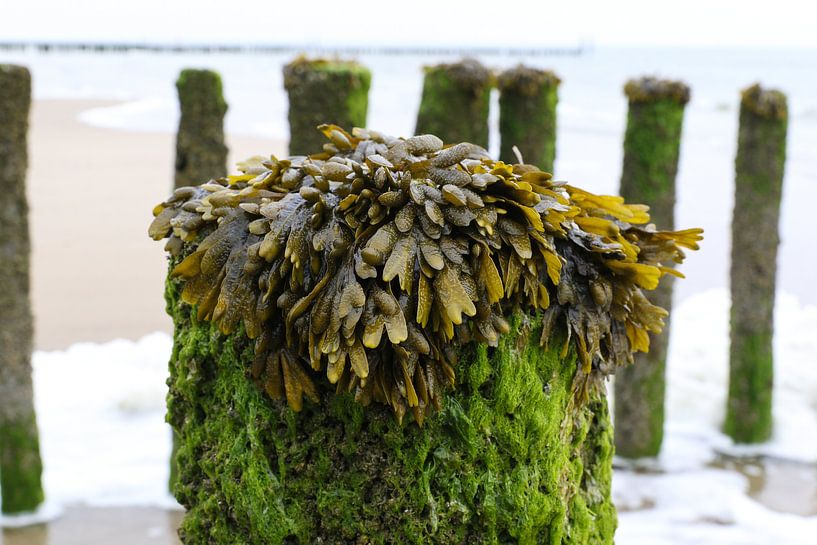 zeewier op paal strand zeeland van Frans Versteden