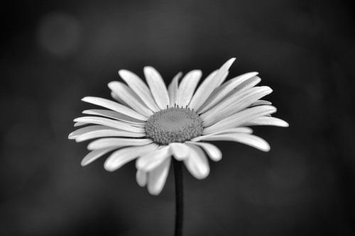 Margrietje
