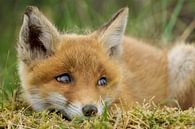 schattig jong vosje van Rando Kromkamp Natuurfotograaf thumbnail