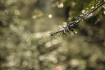 Twinkle, twinkle... von Esther Leijten-Kupers