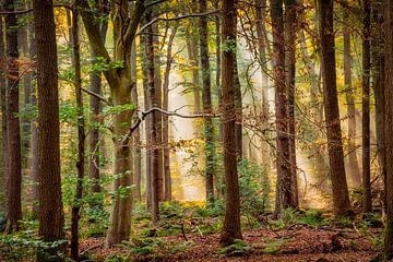 Durchbruch von Lars van de Goor