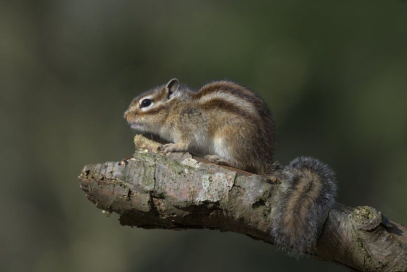 Siberian ground squirrel by Ronald Kromkamp