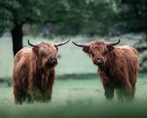 Schotse hooglanders