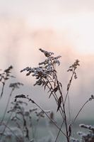 Ripe on a grass plant in winter