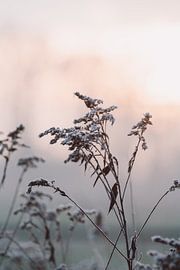 Ripe on a grass plant in winter by Robin van Steen