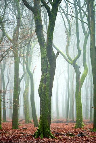 Special shapes in the Elspeet forest