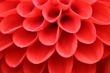 Gerbera close up van Leonie Peeters