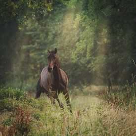 C'est toi. sur Ellen Pitlo